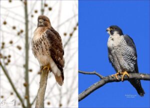 10 Wild Animals That Have Adapted to Urban Life