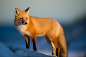 10 Wild Animals That Have Adapted to Urban Life