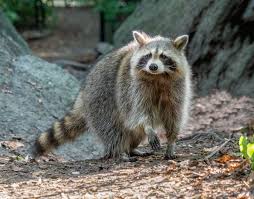 10 Wild Animals That Have Adapted to Urban Life