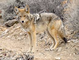 10 Wild Animals That Have Adapted to Urban Life