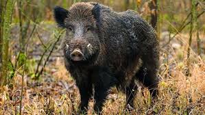 10 Wild Animals That Have Adapted to Urban Life