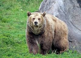 10 Wild Animals That Have Adapted to Urban Life