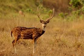 10 Wild Animals That Have Adapted to Urban Life