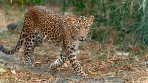 10 Wild Animals That Have Adapted to Urban Life
