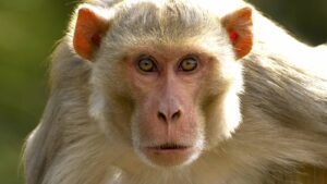 10 Wild Animals That Have Adapted to Urban Life