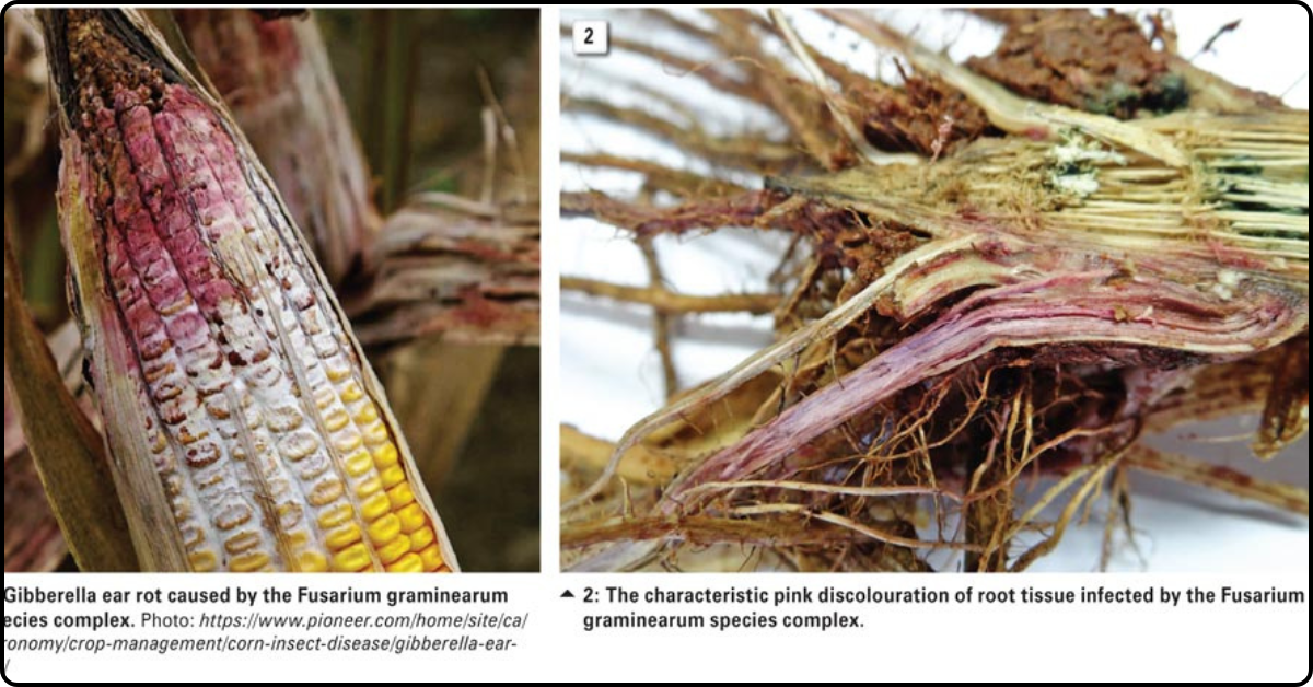 Fusarium graminearum