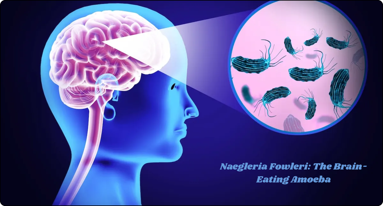 Naegleria Fowleri The Brain-Eating Amoeba