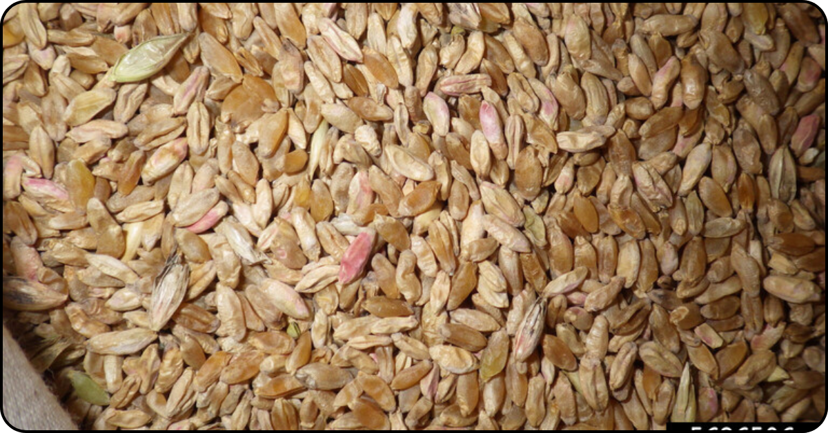 Fusarium graminearum