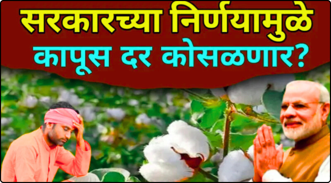 Cotton Market
