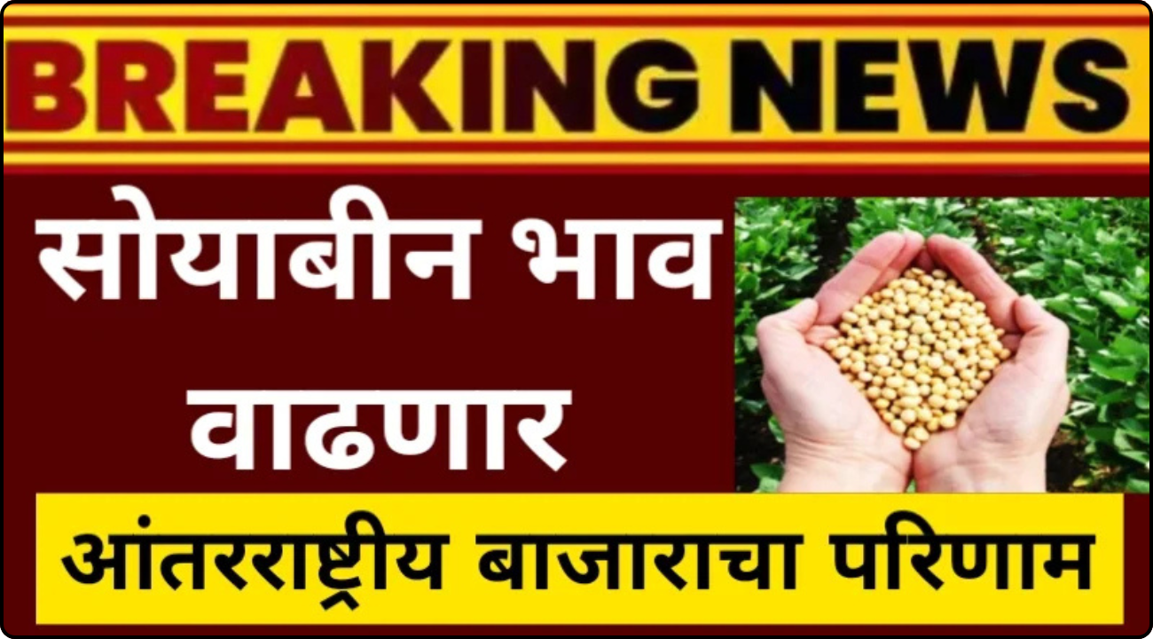 Soyabin Bhav